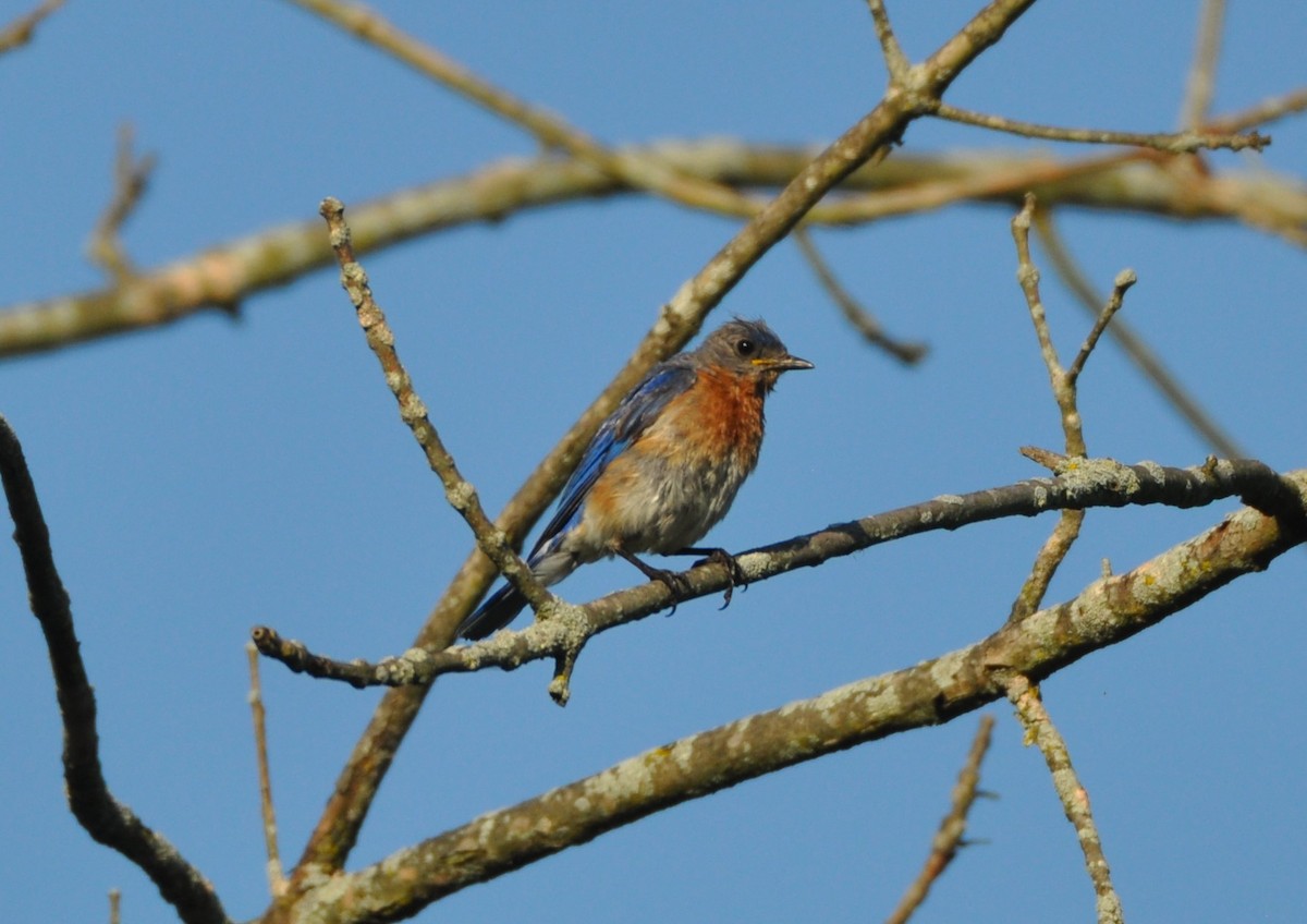 Eastern Bluebird - ML254060471