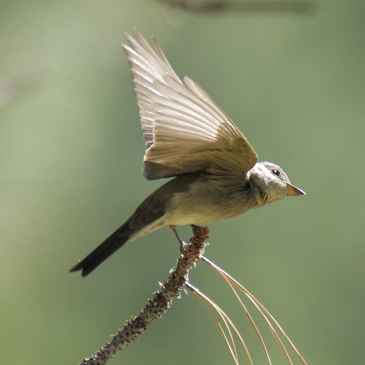 Western Wood-Pewee - Charlotte Allen