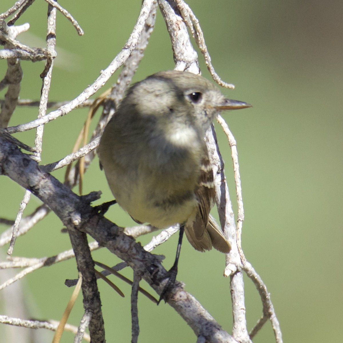 Dusky Flycatcher - ML254060861