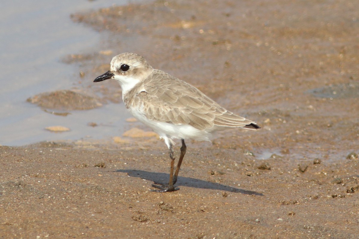 Greater Sand-Plover - ML254060891