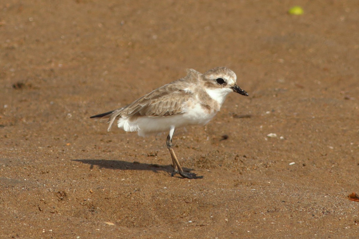 Greater Sand-Plover - ML254060951