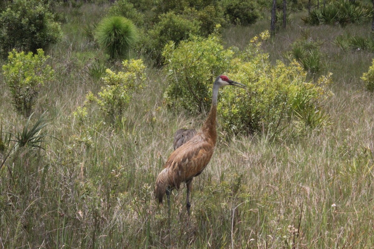 Sandhill Crane - ML254061291