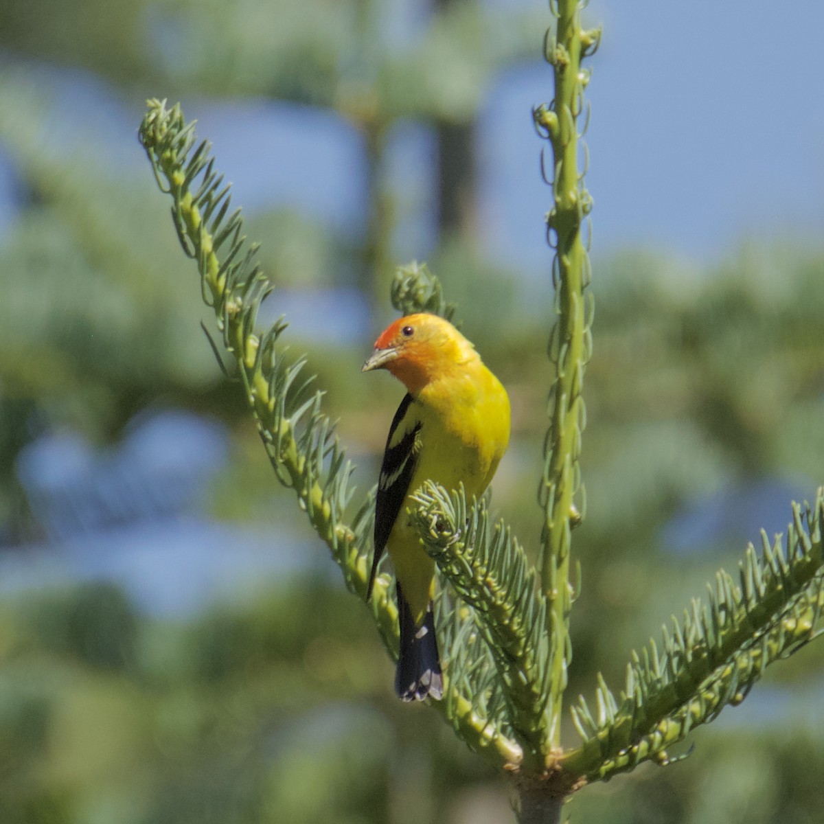 Western Tanager - Charlotte Allen