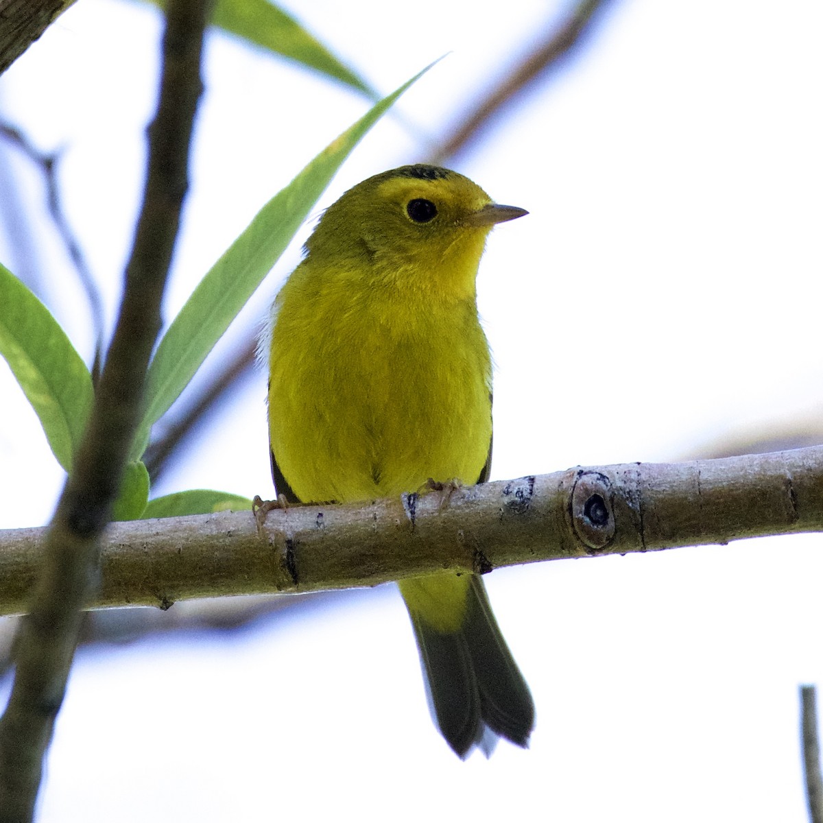 Wilson's Warbler - Charlotte Allen