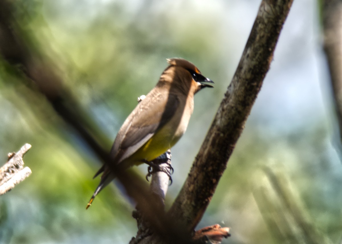 Cedar Waxwing - ML254061721