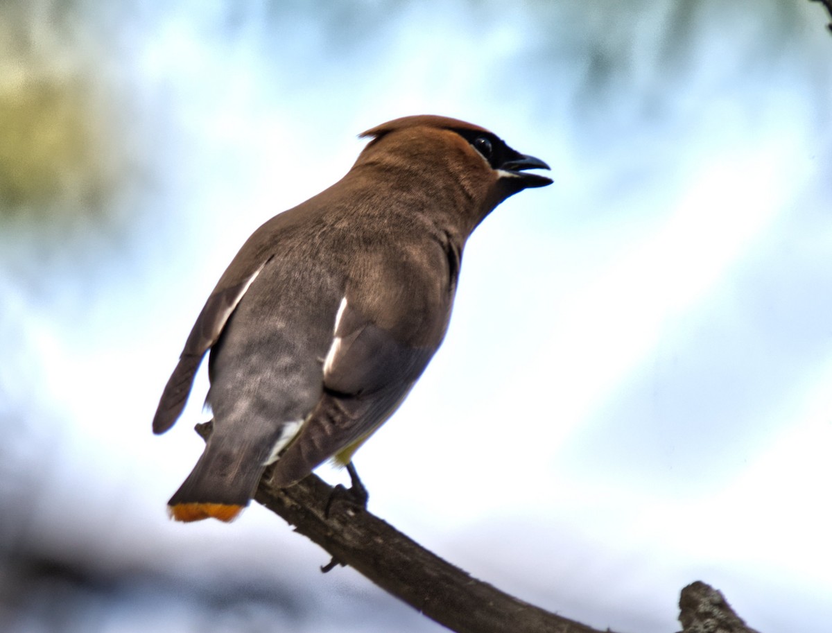 Cedar Waxwing - ML254061731