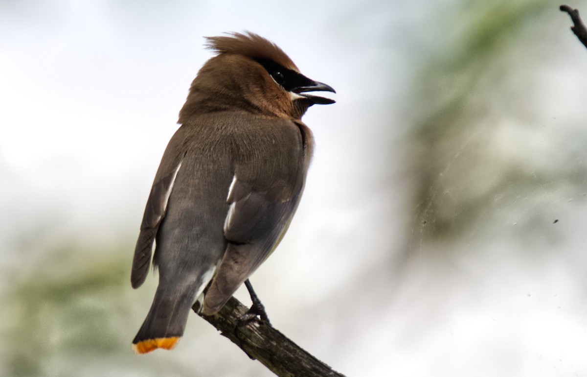 Cedar Waxwing - ML254061751