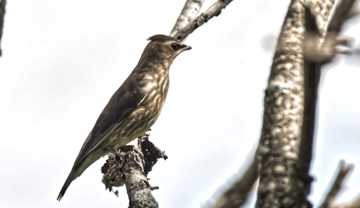 Cedar Waxwing - ML254061771