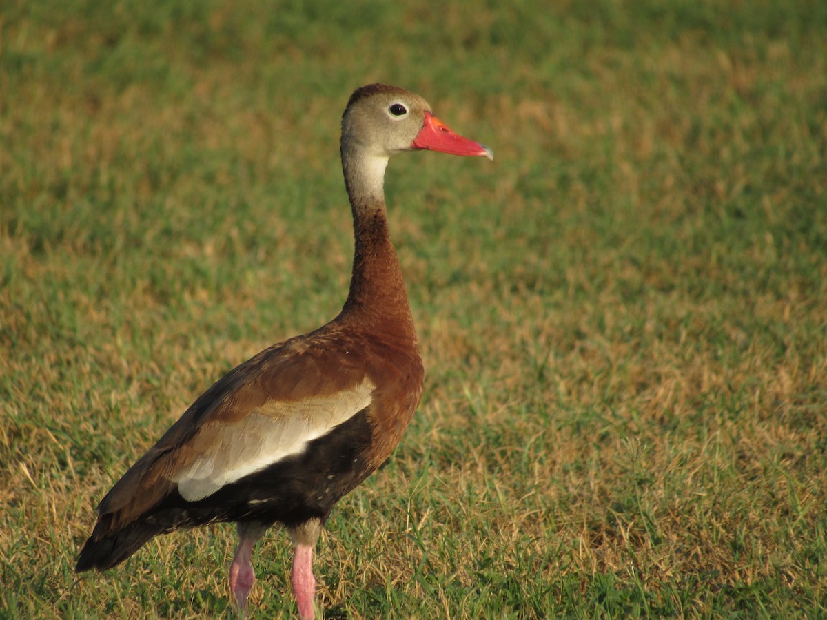 Black-bellied Whistling-Duck - Caleb Helsel