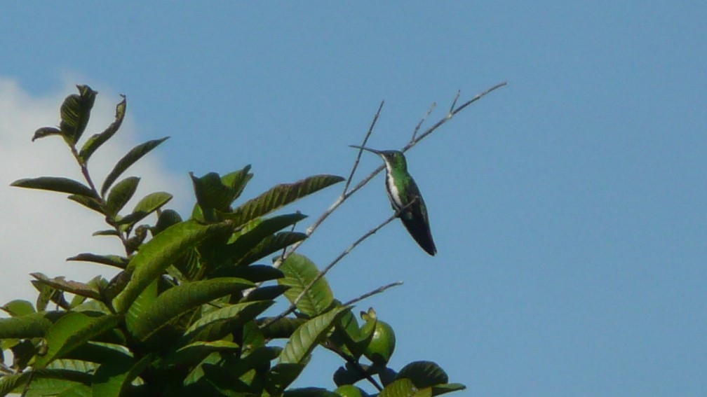 kolibřík tropický - ML254063461