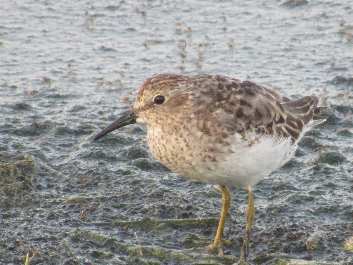 Least Sandpiper - Caleb Helsel