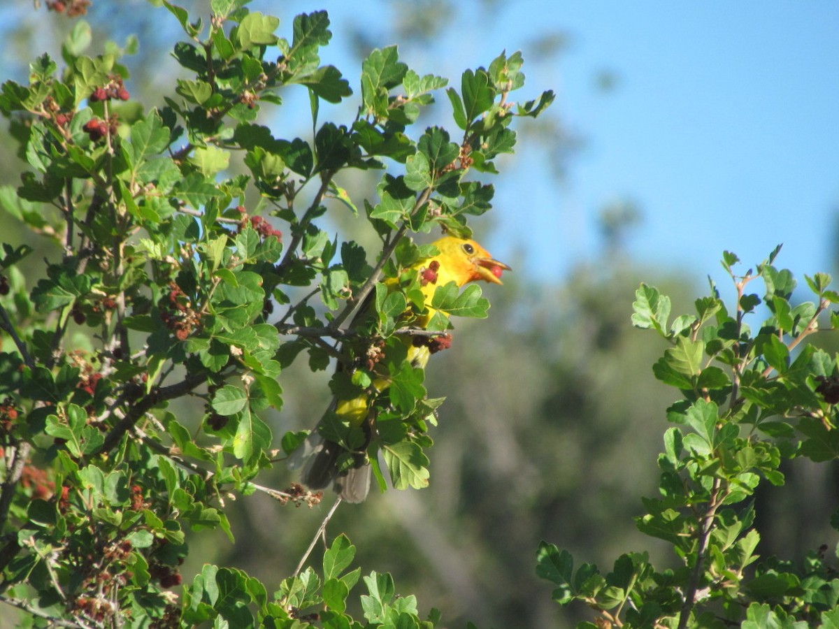 Western Tanager - ML254063831