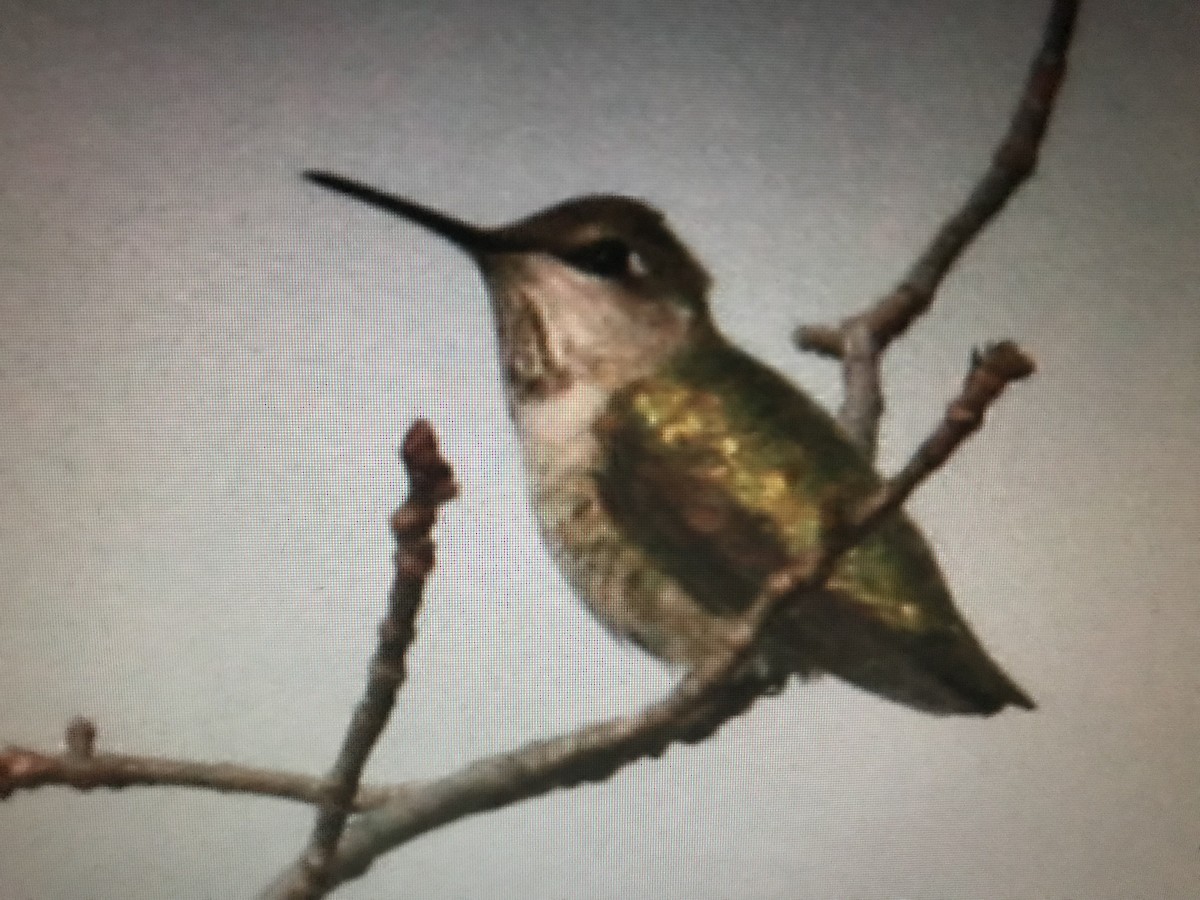 Anna's Hummingbird - ML254064021