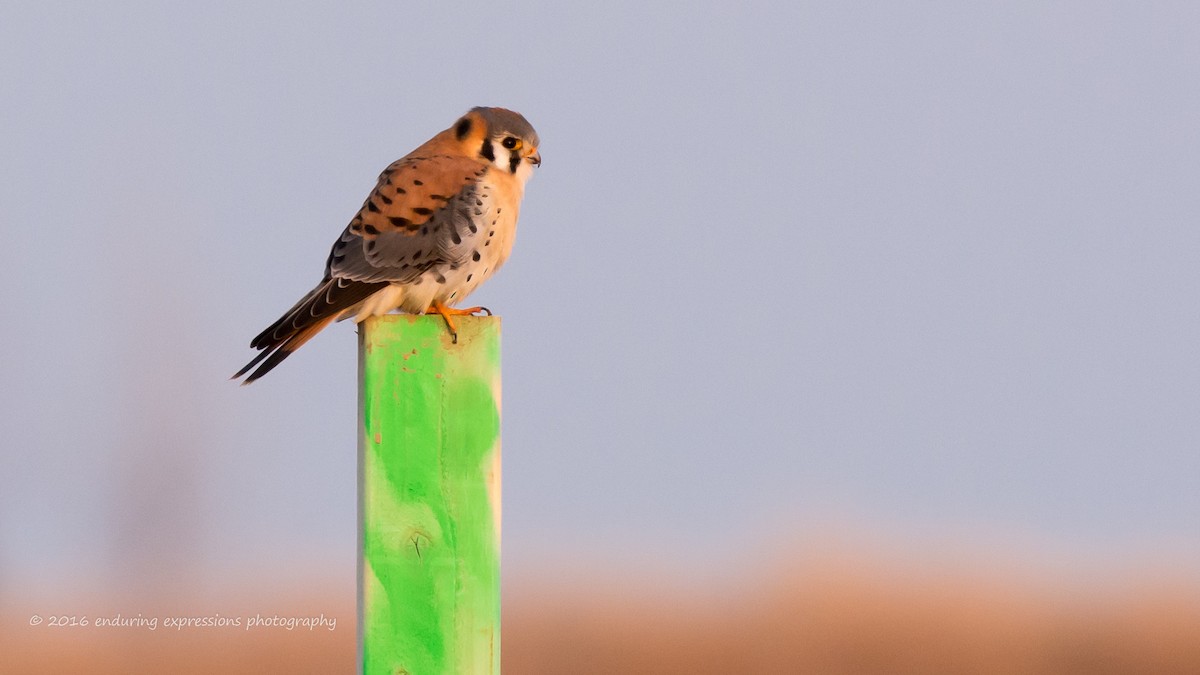 American Kestrel - Charlie Shields