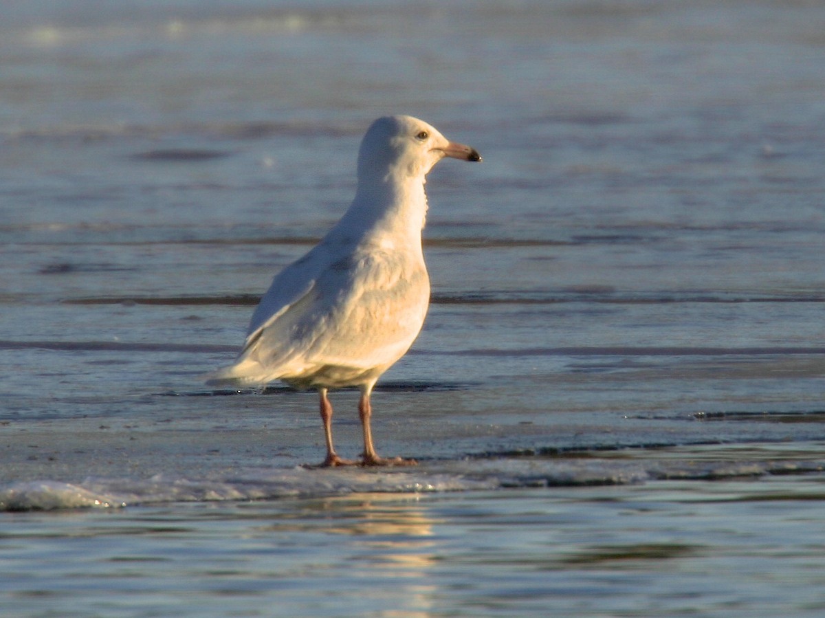 Glaucous Gull - Jack & Holly Bartholmai