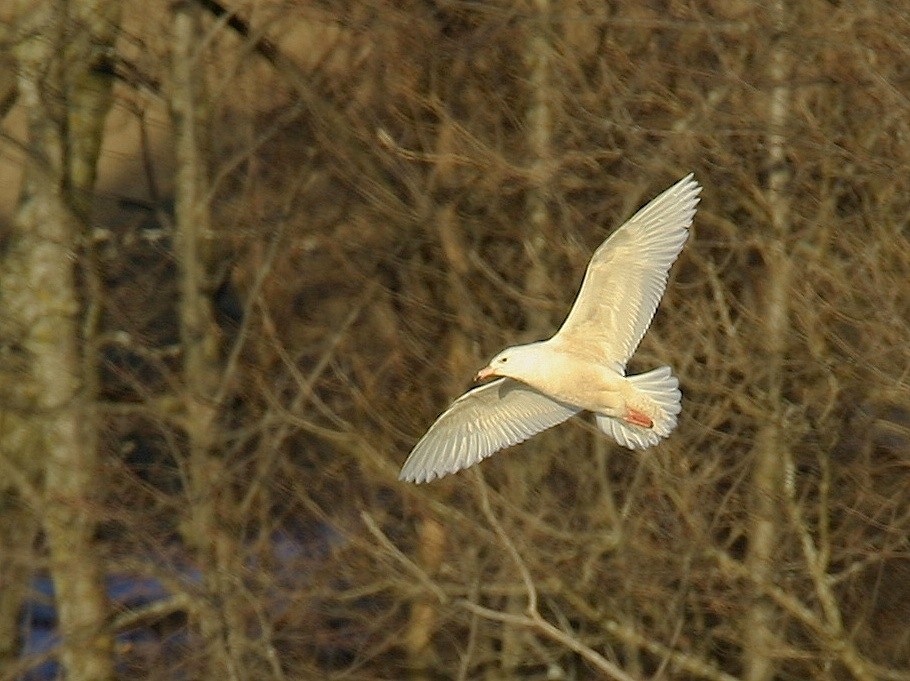 Glaucous Gull - ML25406521