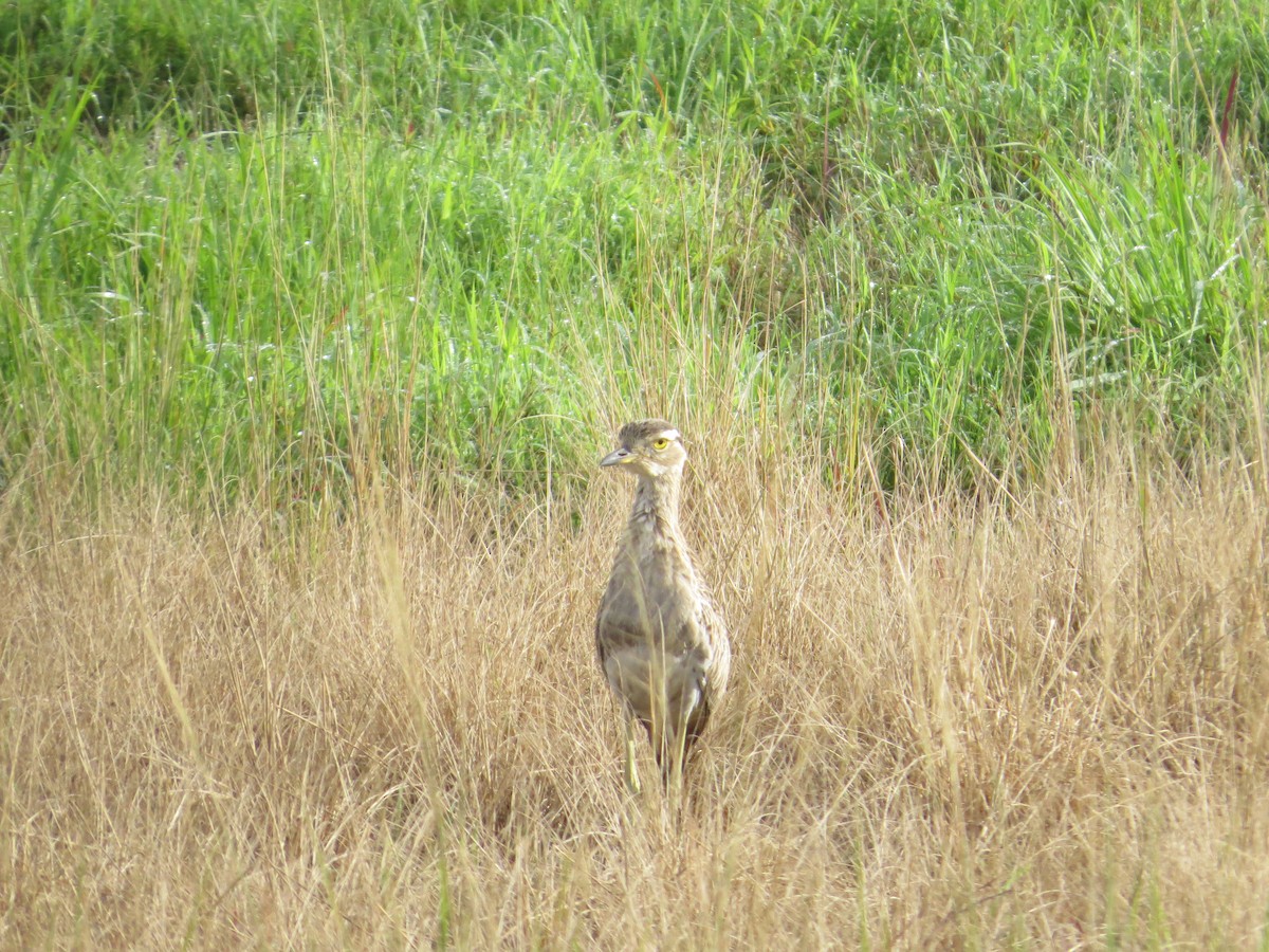 Double-striped Thick-knee - ML254066731