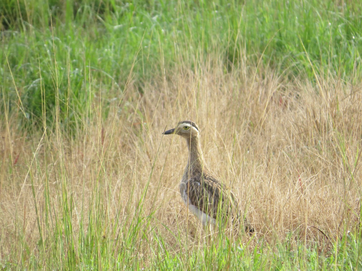 Double-striped Thick-knee - ML254066751
