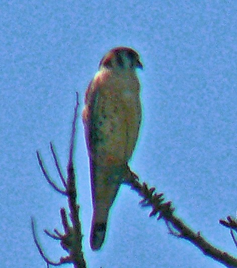 American Kestrel - ML254068681