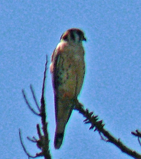 American Kestrel - ML254068691