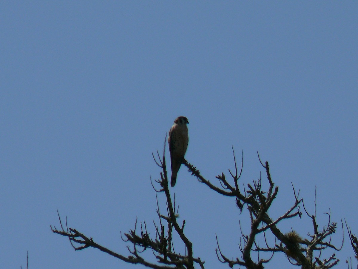 American Kestrel - ML254068711