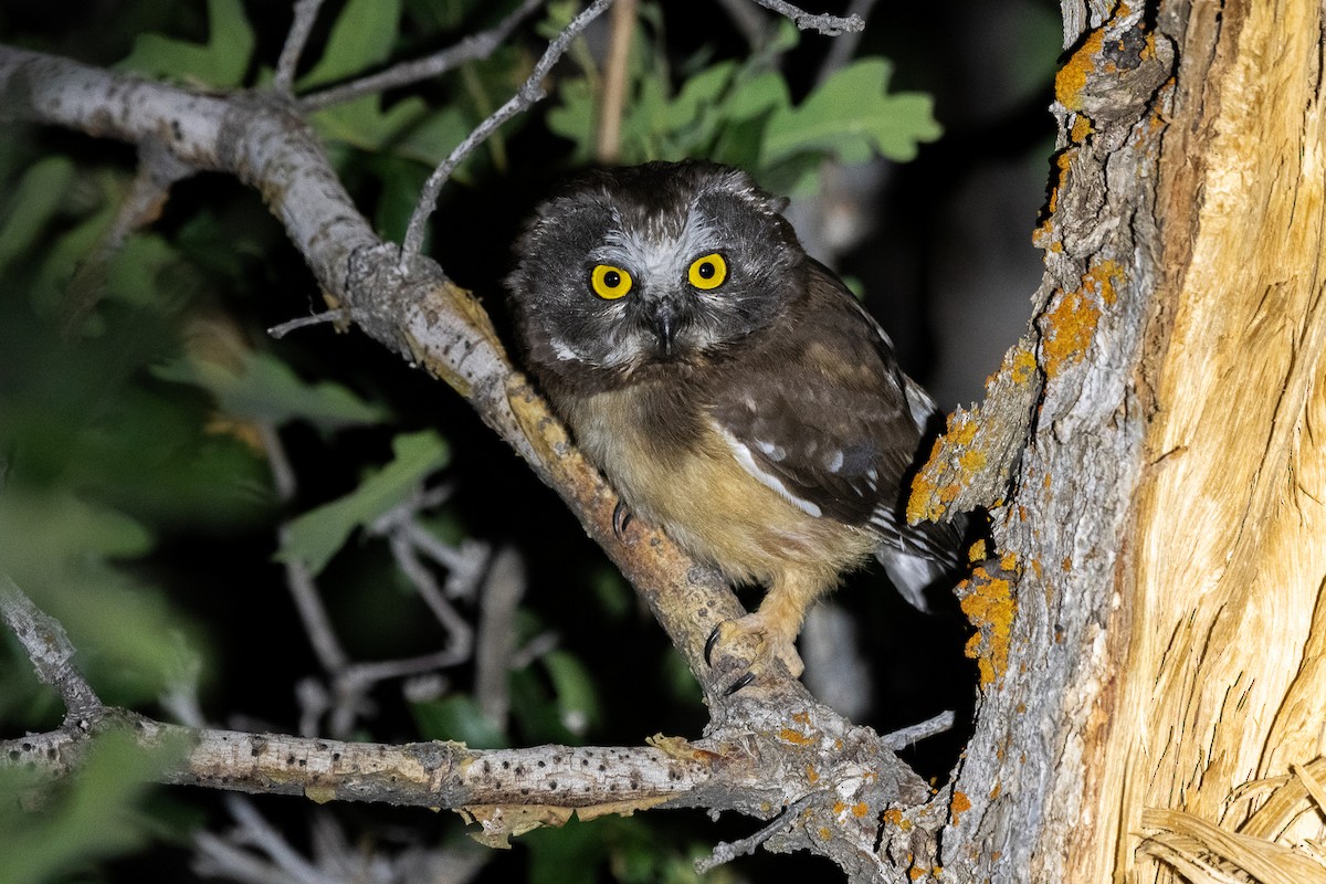 Northern Saw-whet Owl - Jeff Cooper