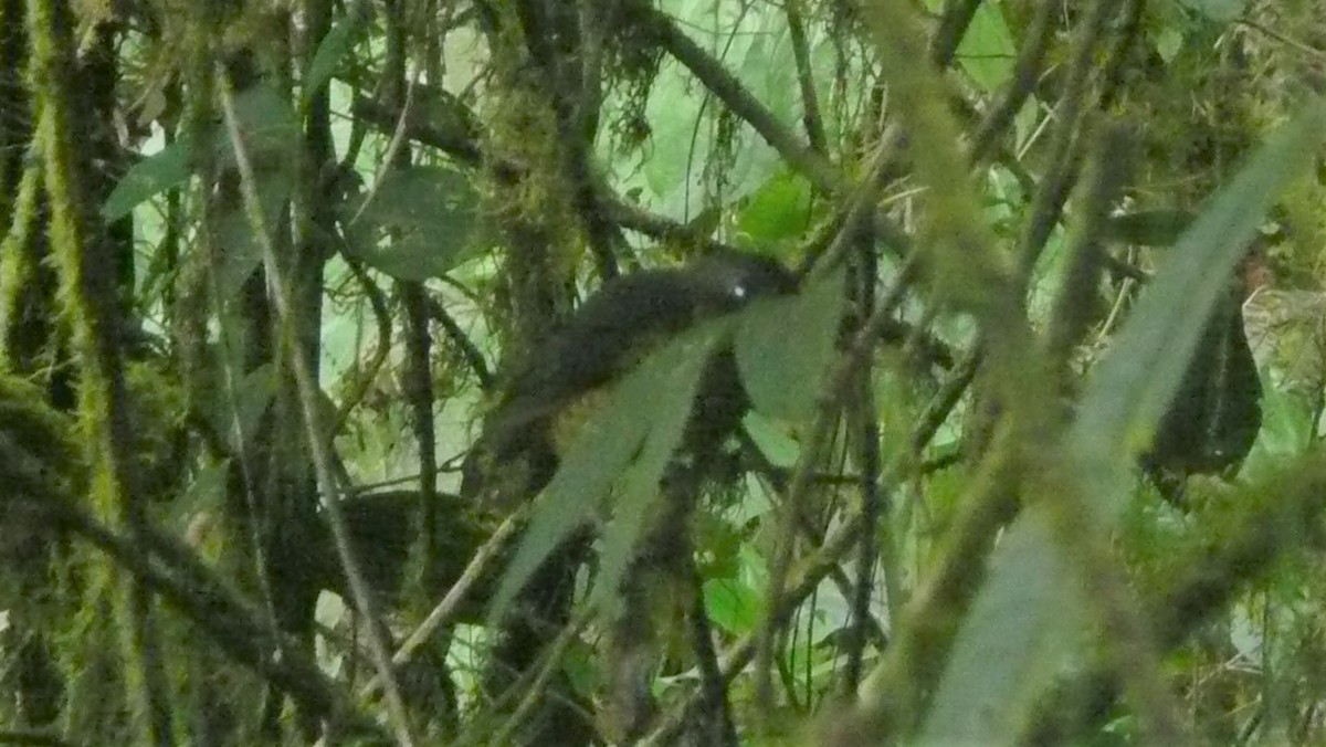 Moustached Antpitta - ML254071441