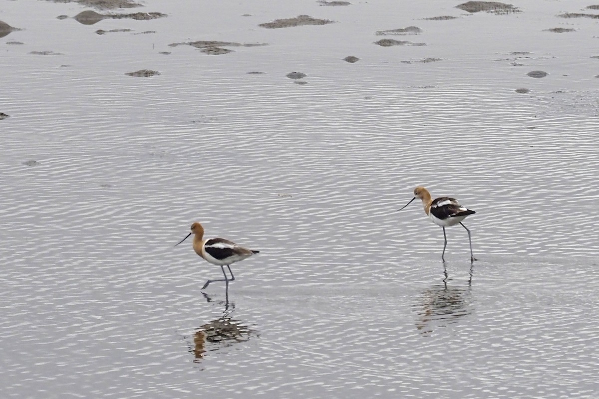 Avocette d'Amérique - ML254073421