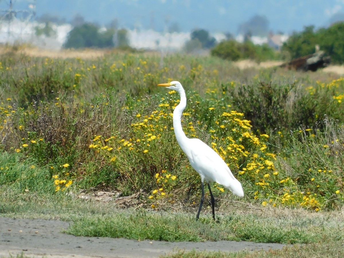 Great Egret - ML254073441