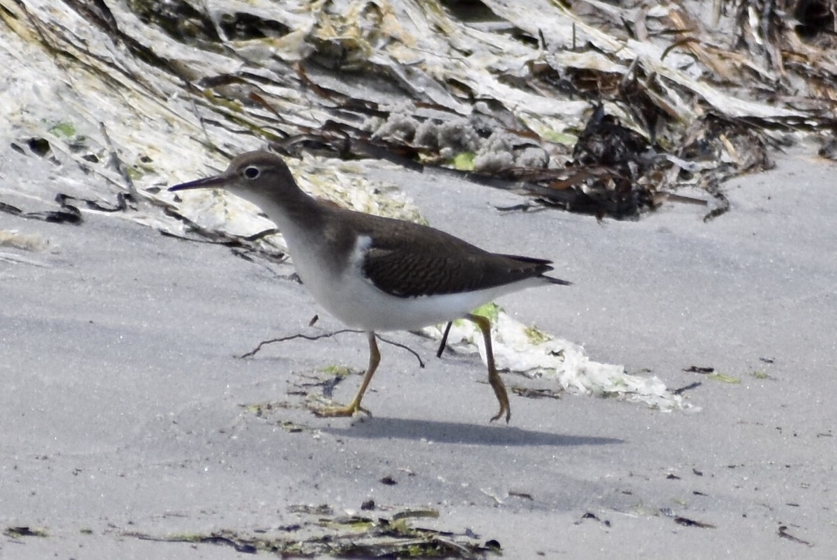 Spotted Sandpiper - Steven Weiss