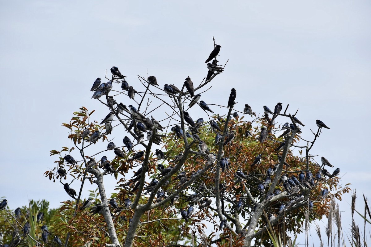 Tree Swallow - ML254074321