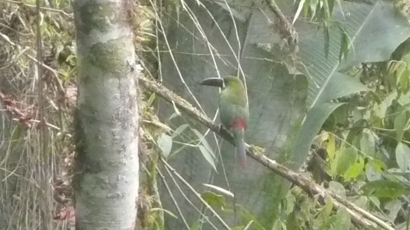 Crimson-rumped Toucanet - ML254076731