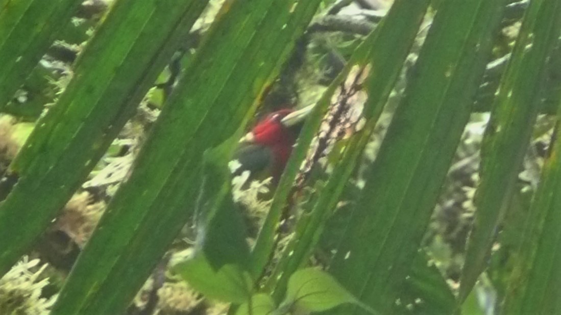 Red-headed Barbet - ML254076761