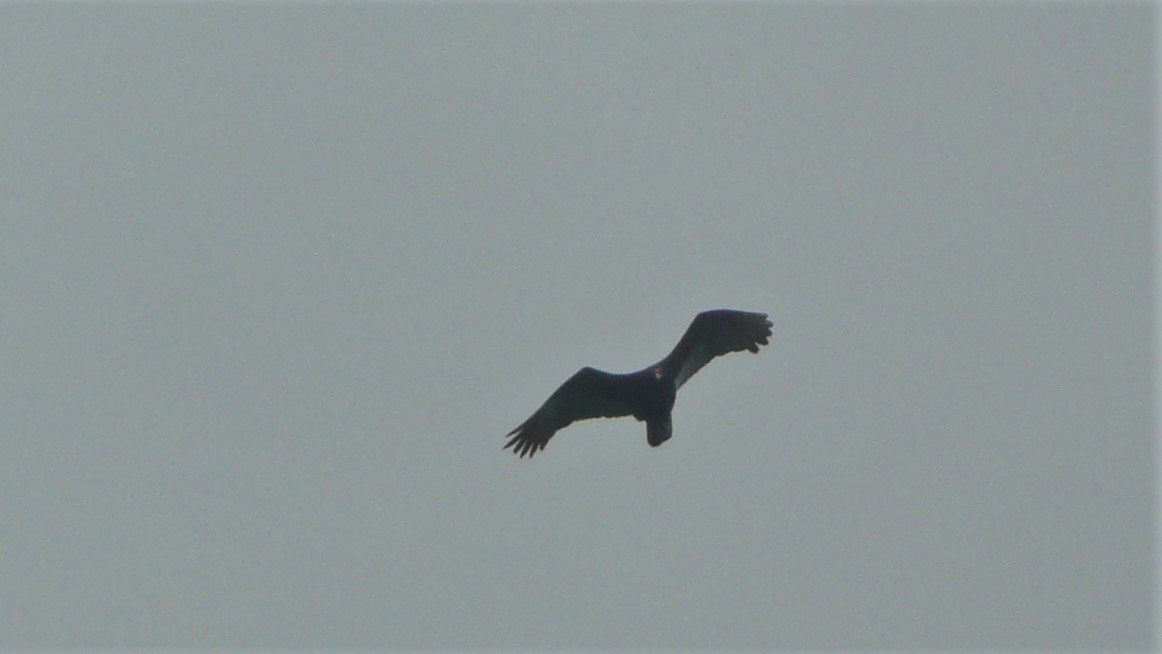 Turkey Vulture - ML254076871