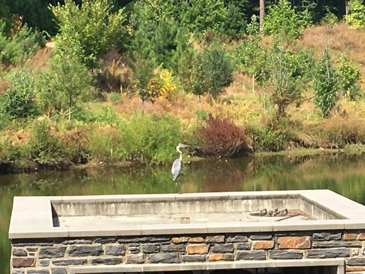 Great Blue Heron - ML254077121