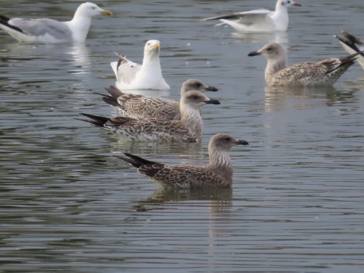 Yellow-legged Gull - David Campbell
