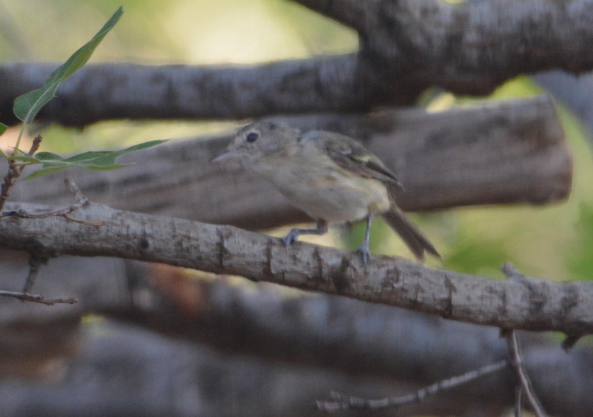 Bell's Vireo - ML254078521