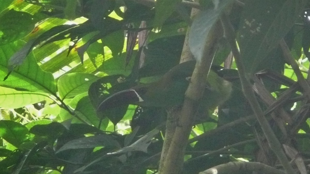 Crimson-rumped Toucanet - ML254079251