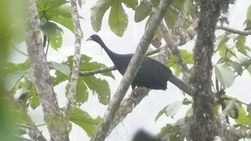 Wattled Guan - Mathieu Franzkeit