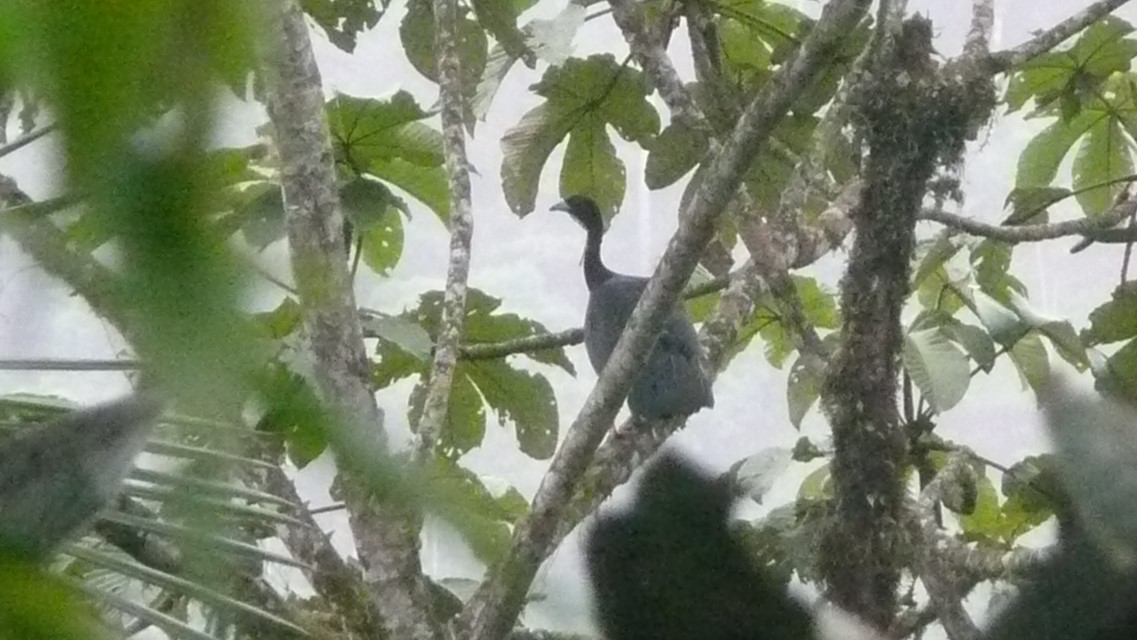 Wattled Guan - ML254079451