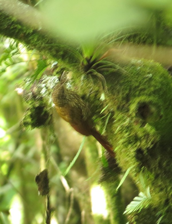 Spot-crowned Woodcreeper - ML254079951