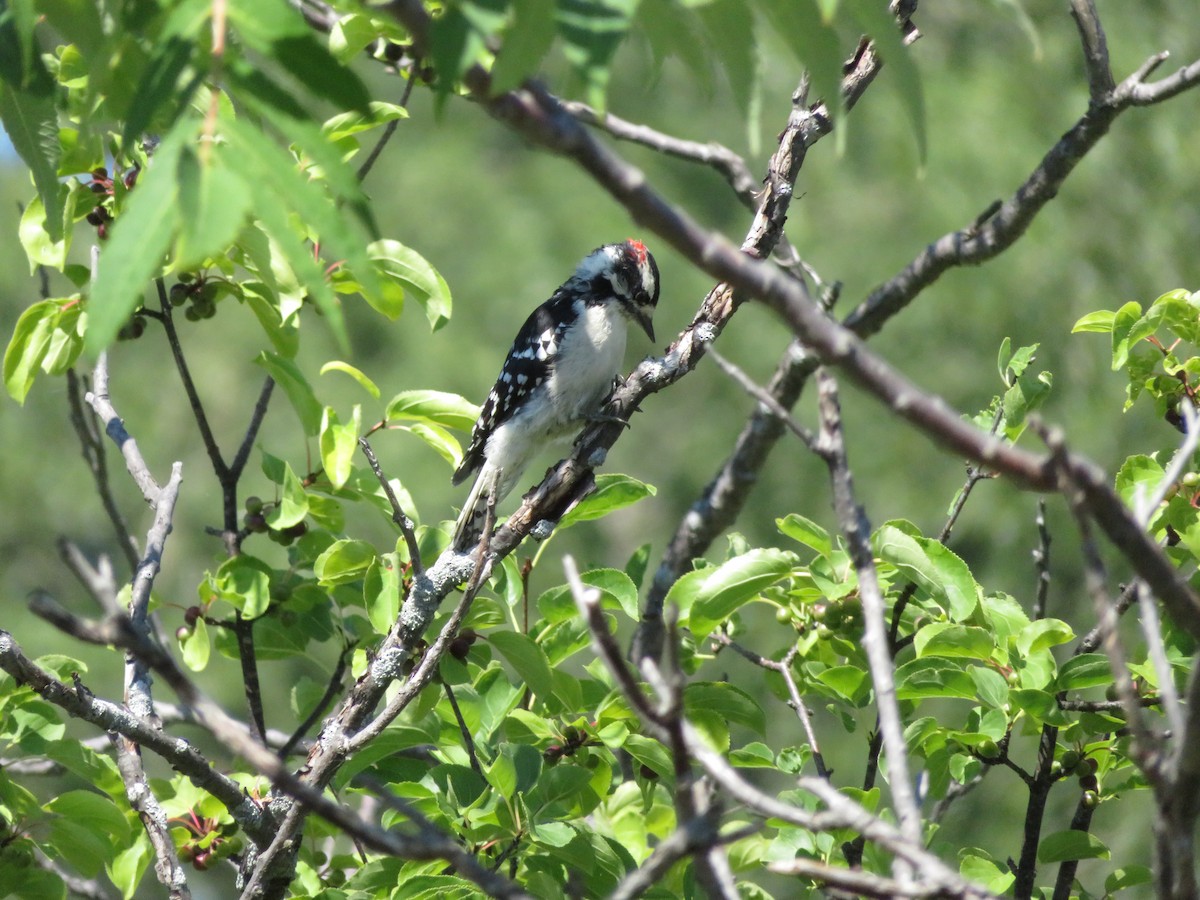 Downy Woodpecker - ML254082011
