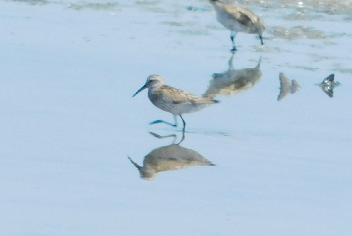 Dunlin - ML254082121