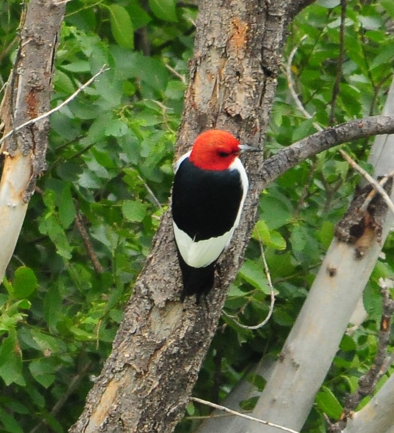 Red-headed Woodpecker - ML254082911