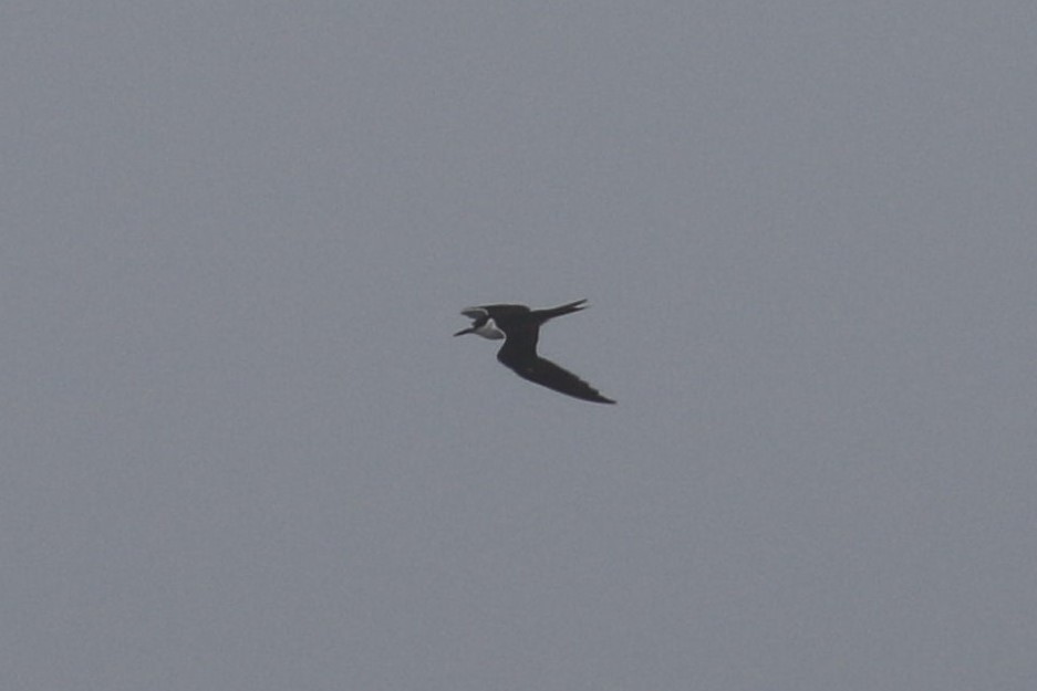 Sooty Tern - ML254083841