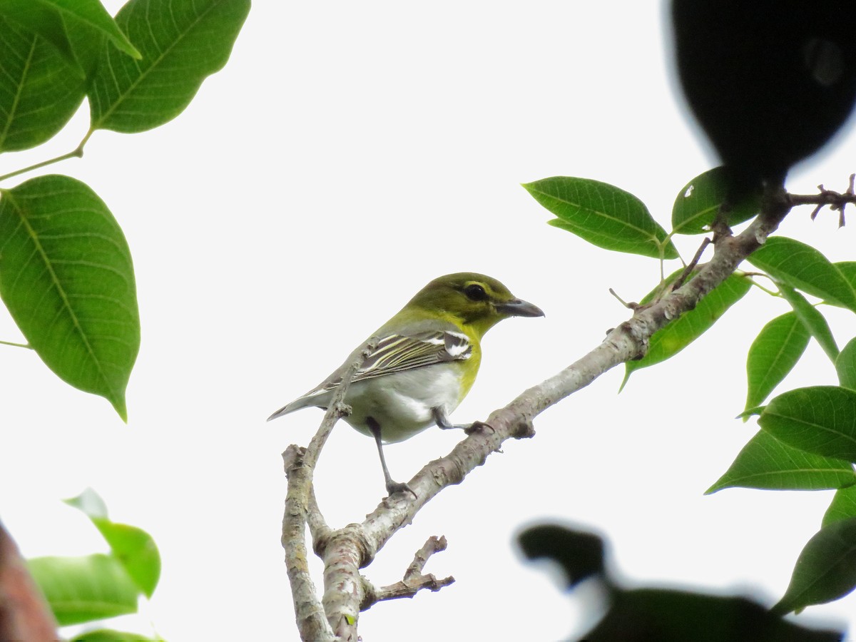 Vireo Gorjiamarillo - ML254086671