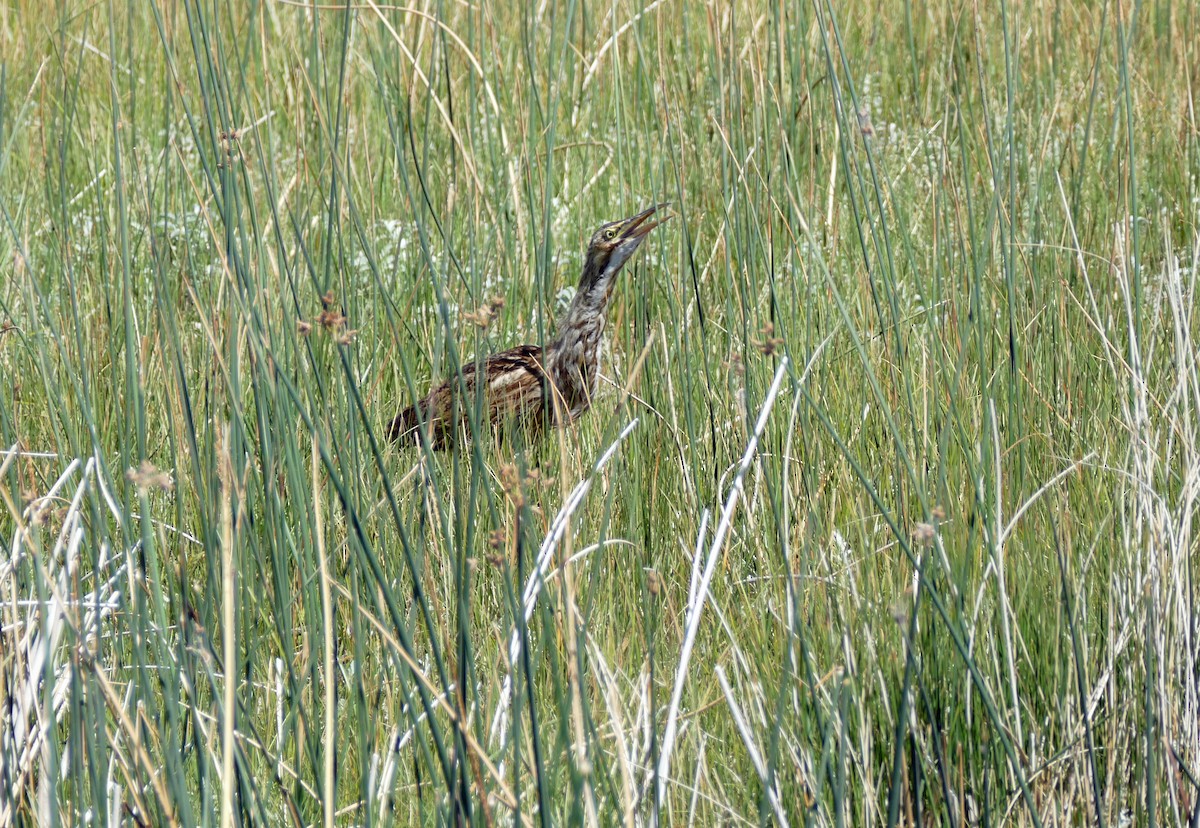 American Bittern - ML254089441