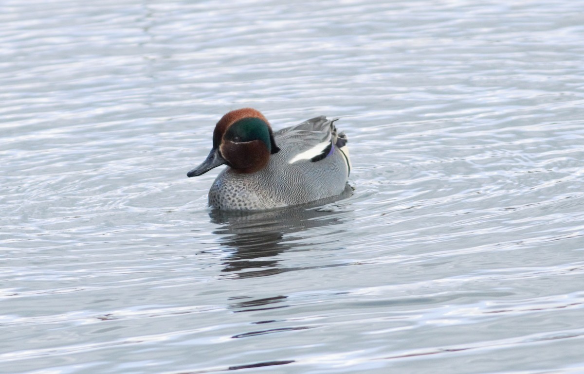 Green-winged Teal - ML25409121