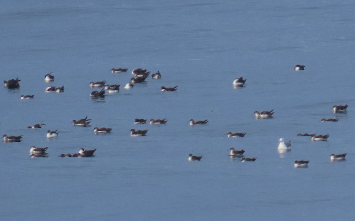 tanımsız yelkovan (Procellariidae sp.) - ML254091291