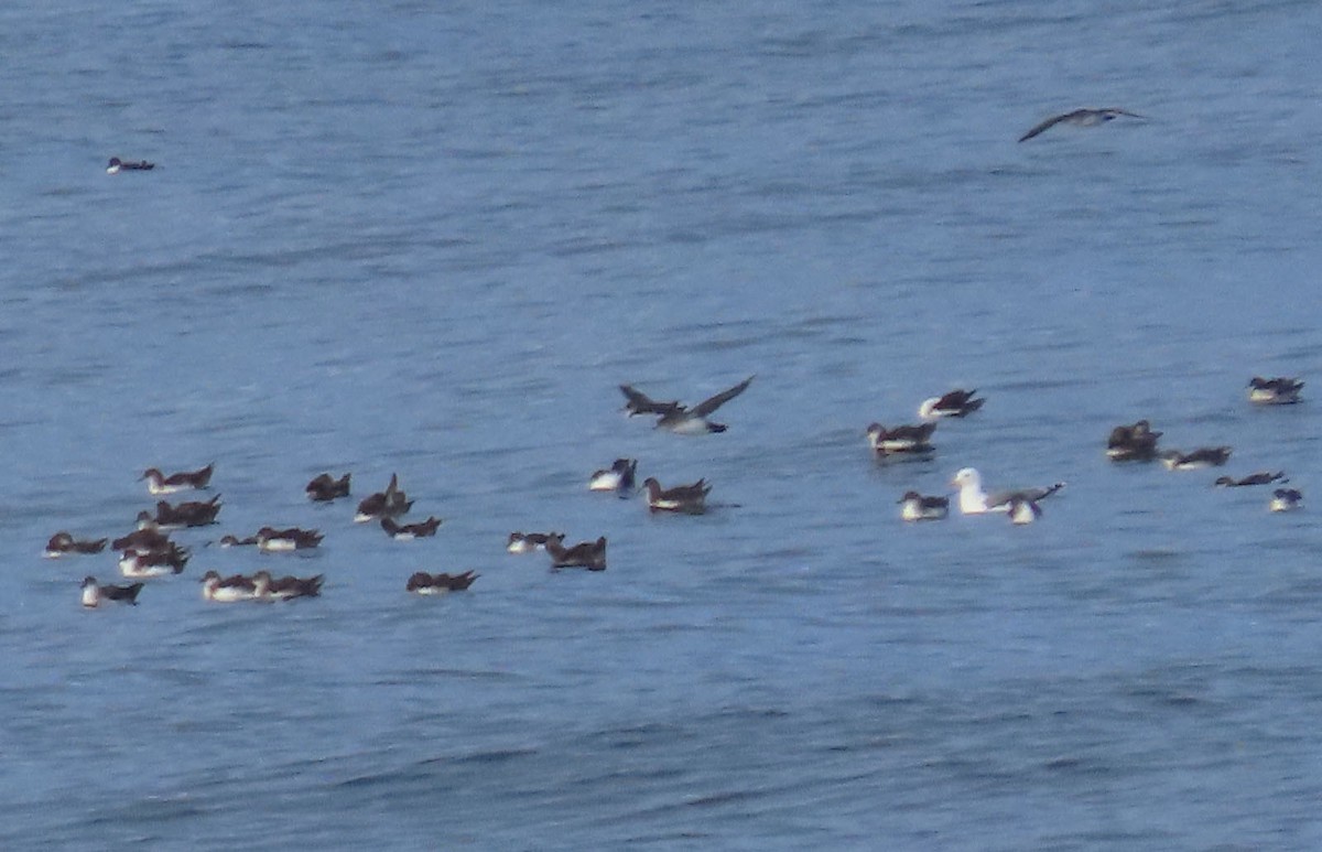 tanımsız yelkovan (Procellariidae sp.) - ML254091321